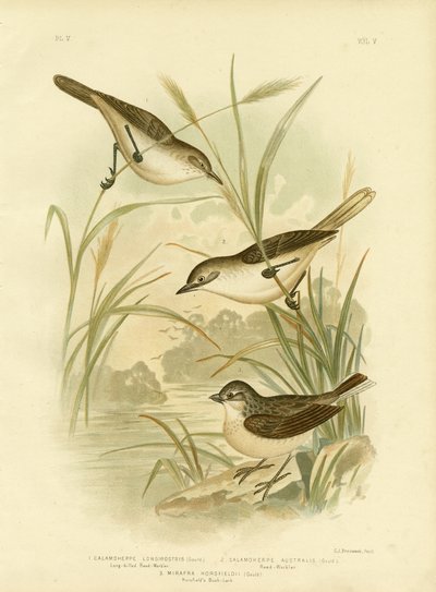 Long-Billed Reed-Warbler, 1891 by Gracius Broinowski